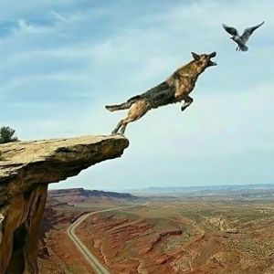 Deimantinio paveikslo-mozaikos 5D rinkinys (akučių klijavimas) 30X30cm ŠUO IR PAUKŠTIS